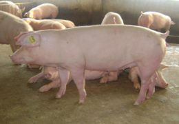 Hướng dẫn cách chăn nuôi lợn nái ngoại đạt năng suất cao