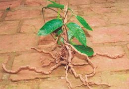 Những điều cần biết về cách trồng cây ba kích