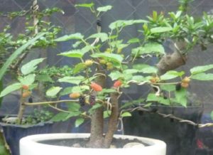 Cách trồng cây dâu tằm