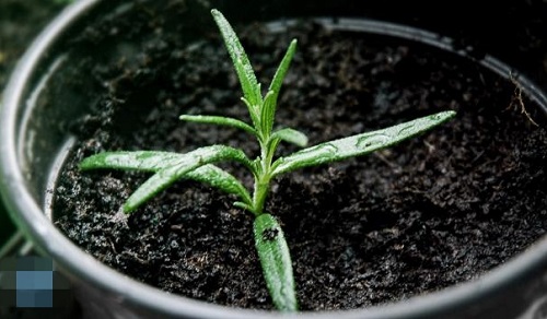 cách trồng cây hương thảo