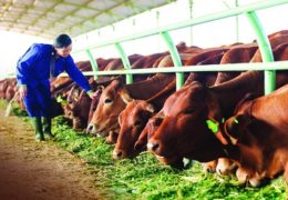Kỹ thuật chăn nuôi bò thu lãi cao mỗi năm