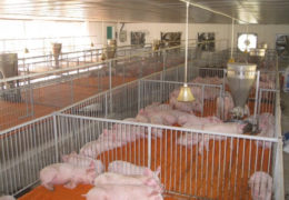 Kỹ thuật nuôi lợn con nhanh lớn sau khi cai sữa