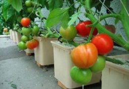 Hướng dẫn cách trồng cây cà chua tại nhà sai trĩu quả