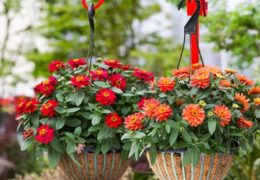Cách trồng và chăm sóc hoa cúc