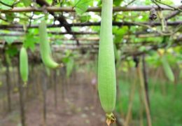 Kỹ thuật trồng cây mướp trĩu quả
