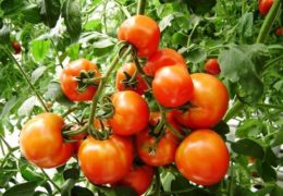 Cách trồng cà chua cho ra quanh năm