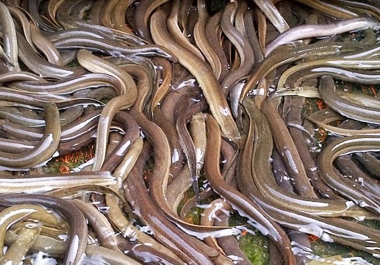 Mô hình nuôi lươn không bùn đạt hiệu quả cao nhất