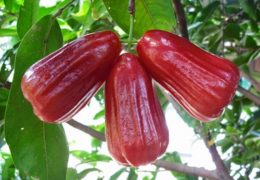 Cách trồng và phòng trừ sâu bệnh cho cây roi đỏ Thái Lan