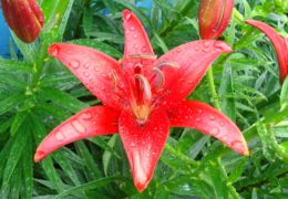 Cách trồng và chăm sóc hoa loa kèn đỏ