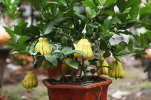 cách trồng Cây Phật thủ