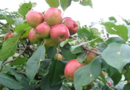 Kỹ thuật trồng táo