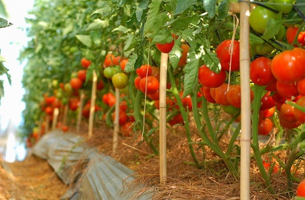 Cách trồng cây cà chua cho ra nhiều quả
