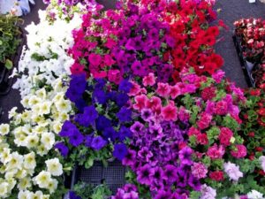 Cách trồng hoa dạ yến thảo cho không gian thêm nhiều sắc màu
