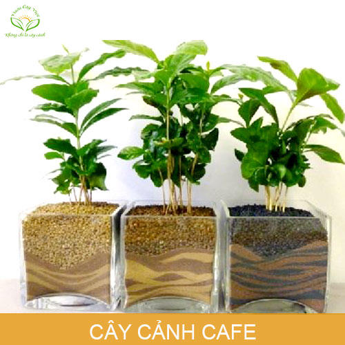 cay-canh-cafe-phong-thuy-trong-nha