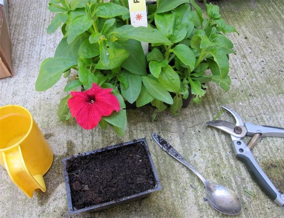 Cách trồng hoa Dạ Yến Thảo bằng cành và những lưu ý khi trồng