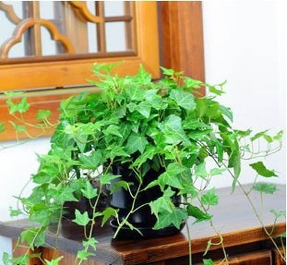 10 cây cảnh trồng trong nhà giúp xua đuổi bệnh tật