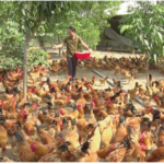 Kiến thức chăn nuôi gà thả vườn cơ bản cần biết