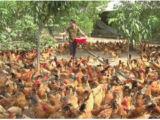 Kiến thức chăn nuôi gà thả vườn cơ bản cần biết