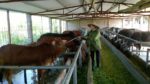 Một số kiến thức chăn nuôi bò căn bản cho người nông dân