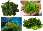 Những tác dụng của tảo xoắn tươi đối với sức khỏe