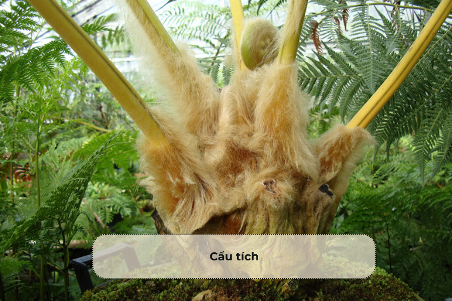Cẩu tích