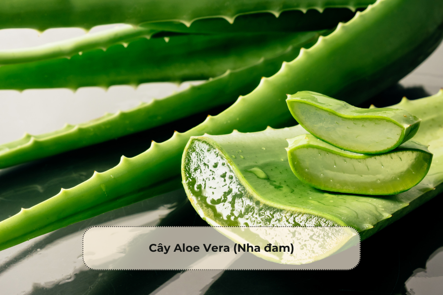 Cây Aloe Vera (Nha đam)