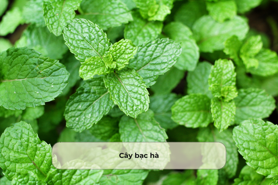 Cây bạc hà