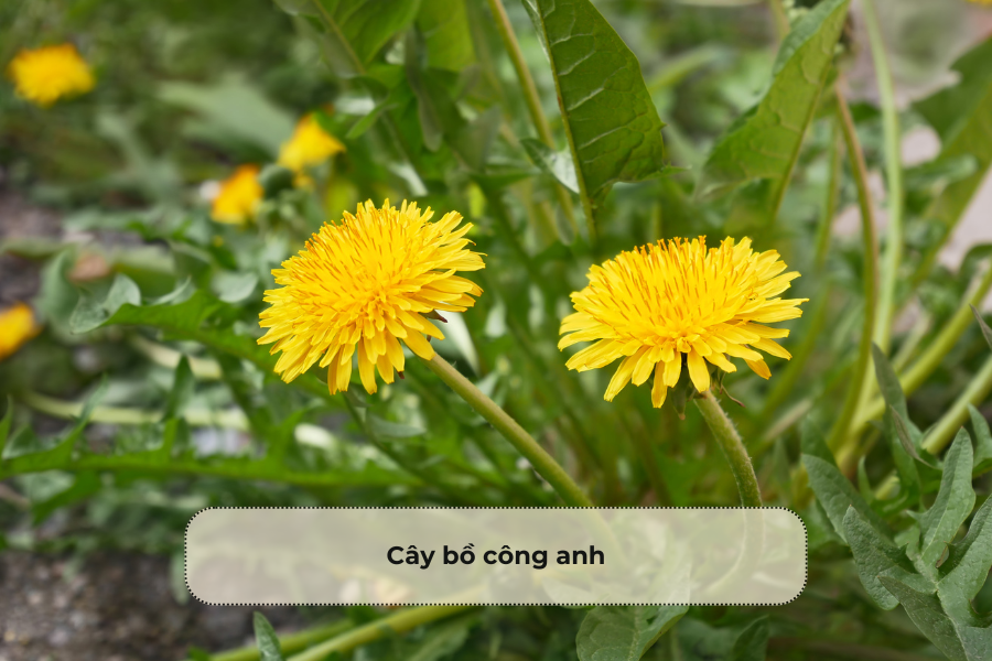 Cây bồ công anh