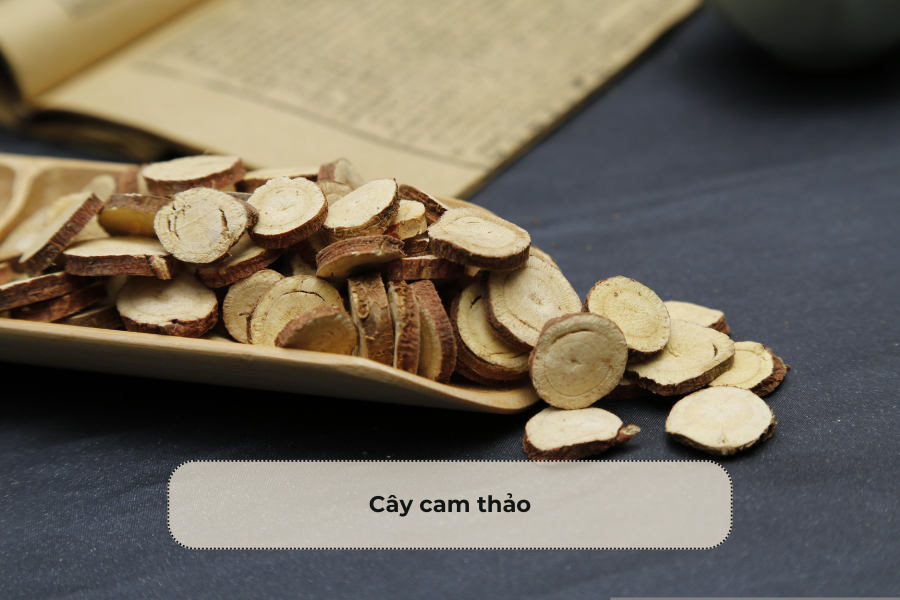 Cây cam thảo