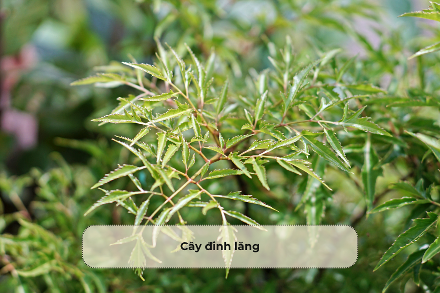 Cây đinh lăng