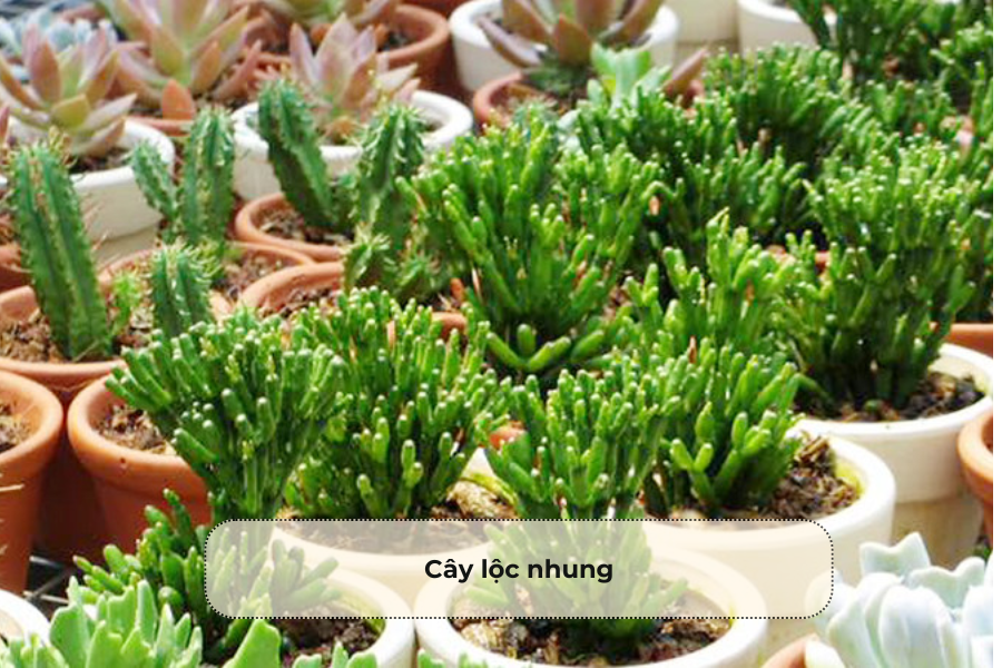 Cây lộc nhung