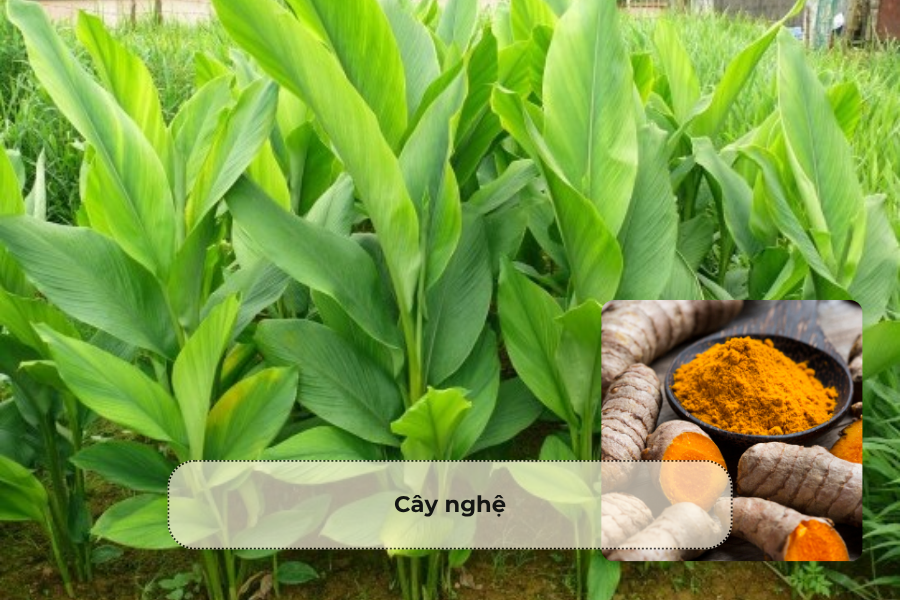 Cây nghệ