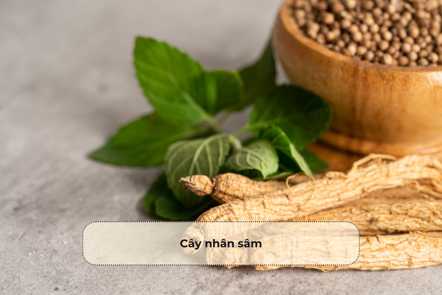 Cây nhân sâm