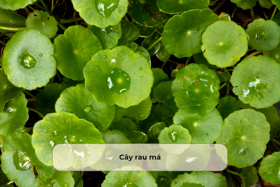 Cây rau má