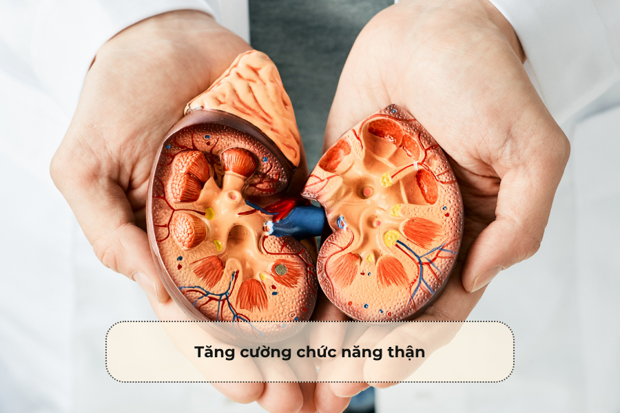 Tăng cường chức năng thận