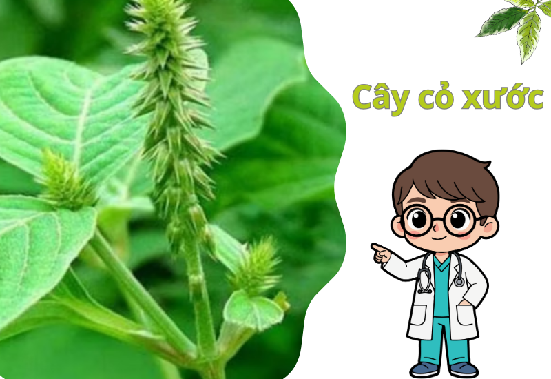 Cây cỏ xước