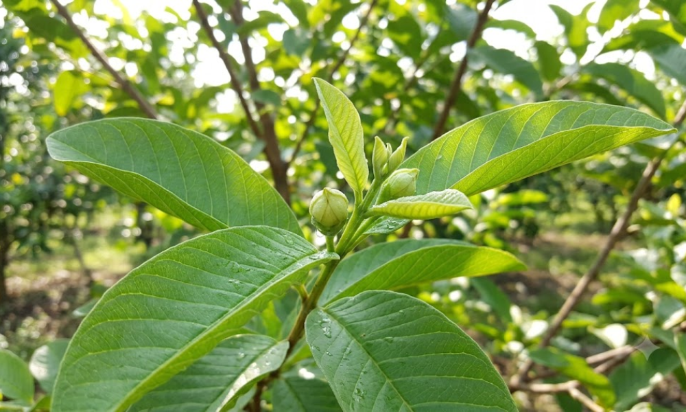 Lá ổi, đặc biệt búp ổi non, là nguyên liệu phổ biến nhất trong các bài thuốc dân gian chữa tiêu chảy.