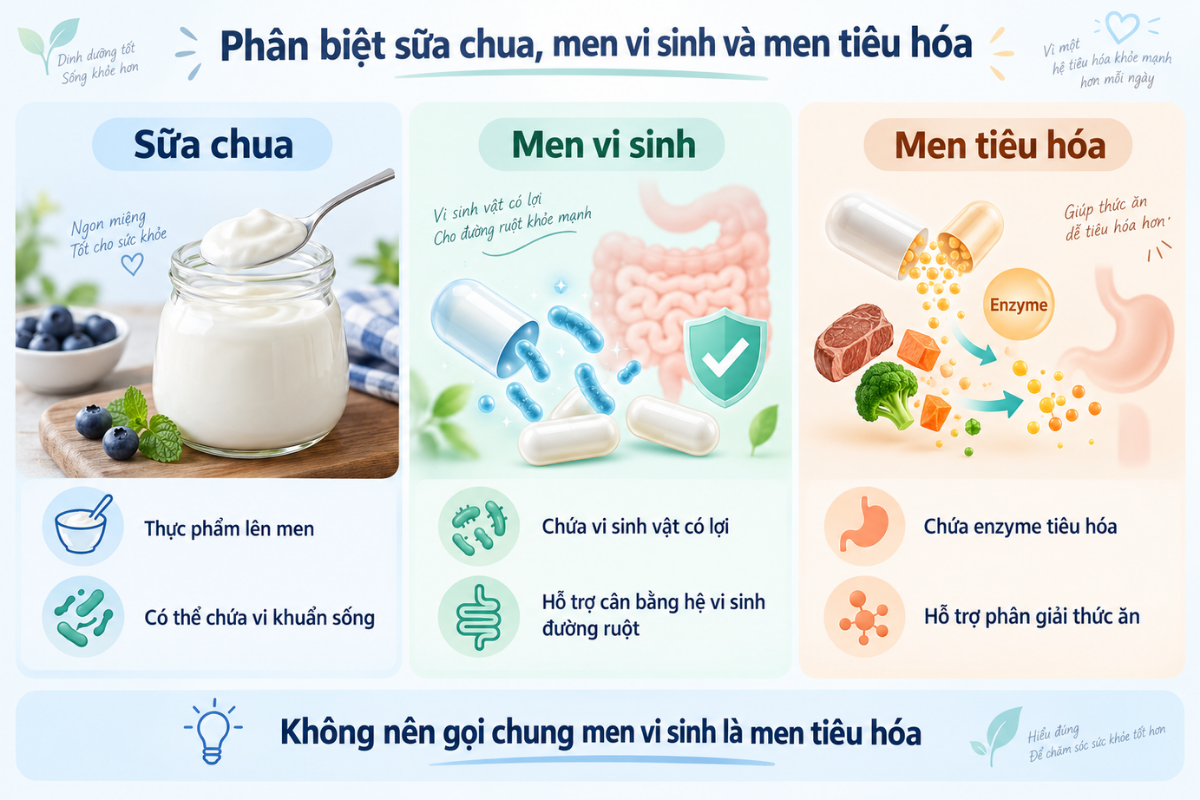 Sữa chua, men vi sinh và men tiêu hóa là ba nhóm khác nhau, không nên dùng thay thế cho nhau