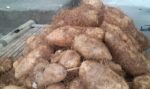 Bao Cao Su Có Gai – Tìm Hiểu Từ A Đến Z Về Đặc Điểm, Tác Dụng Và Lưu Ý Khi Sử Dụng Bao Cao Su Có Gai – Tìm Hiểu Từ A Đến Z Về Đặc Điểm, Tác Dụng Và Lưu Ý Khi Sử Dụng