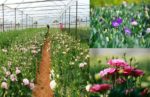 7 sai lầm khi chăm sóc tóc khiến tóc gãy rụng nhiều hơn và biện pháp khắc phục 7 sai lầm khi chăm sóc tóc khiến tóc gãy rụng nhiều hơn và biện pháp khắc phục