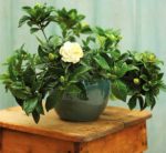 Nệm Đồng Phú: Lựa chọn con đường xây dựng thương hiệu có chiều sâu Nệm Đồng Phú: Lựa chọn con đường xây dựng thương hiệu có chiều sâu