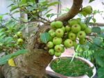 Vỏ tôm có canxi không? Sự thật nhiều người hiểu lầm