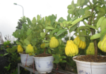 Nệm Đồng Phú: Lựa chọn con đường xây dựng thương hiệu có chiều sâu