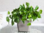 7 sai lầm khi chăm sóc tóc khiến tóc gãy rụng nhiều hơn và biện pháp khắc phục 7 sai lầm khi chăm sóc tóc khiến tóc gãy rụng nhiều hơn và biện pháp khắc phục