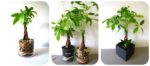 7 sai lầm khi chăm sóc tóc khiến tóc gãy rụng nhiều hơn và biện pháp khắc phục 7 sai lầm khi chăm sóc tóc khiến tóc gãy rụng nhiều hơn và biện pháp khắc phục