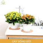 7 sai lầm khi chăm sóc tóc khiến tóc gãy rụng nhiều hơn và biện pháp khắc phục