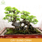 Vỏ tôm có canxi không? Sự thật nhiều người hiểu lầm Vỏ tôm có canxi không? Sự thật nhiều người hiểu lầm