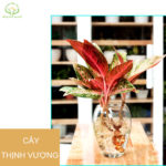 TOP 3 bài tập tăng cường sinh lý nam giới hiệu quả nhất