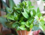 TOP 3 bài tập tăng cường sinh lý nam giới hiệu quả nhất