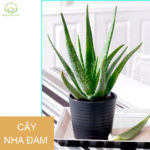 TOP 3 bài tập tăng cường sinh lý nam giới hiệu quả nhất